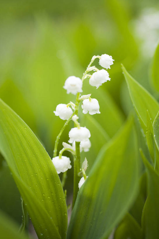 无人,竖图,室外,特写,白天,正面,幸福,美景,叶子,阴影,朦胧,模糊,盛开,光线,影子,景观,铃兰花,绿叶,花蕾,花,花瓣,花朵,鲜花,白色,阳光,自然,花苞,花蕊,嫩叶,景色,铃铛花,铃兰,自然风光,君影草,山谷百合,香水花,思念,叶,叶片,彩图