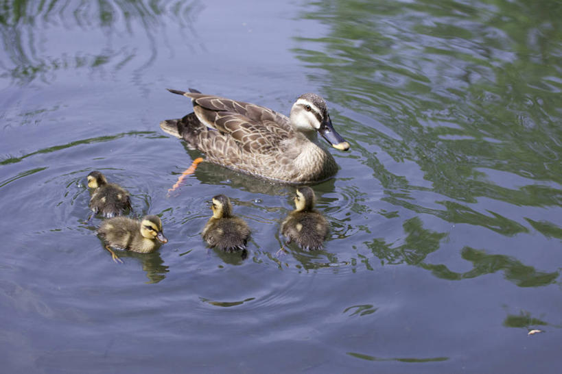 游泳,无人,横图,俯视,室外,白天,湖,湖泊,美景,水,鸟,阴影,波纹,光线,鸟类,鸭,影子,湖面,景观,水流,水面,涟漪,注视,家禽,倒影,水纹,阳光,自然,动物,波浪,湖水,观察,看,景色,牲畜,五只,观看,察看,倒映,关注,自然风光,斑嘴鸭,水晕,泅水,反照,拍浮,彩图,高角度拍摄,全身