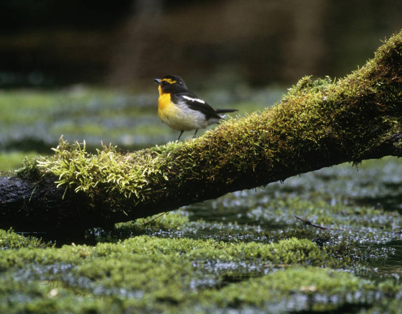 无人,站,横图,室外,白天,正面,美景,鸟,阴影,朦胧,模糊,光线,黄眉姬鹟,鸟类,影子,景观,青苔,树桩,苔藓,注视,树,树干,一只,阳光,自然,观察,看,站着,木桩,景色,观看,察看,关注,自然风光,站立,彩图,全身,姬鹟