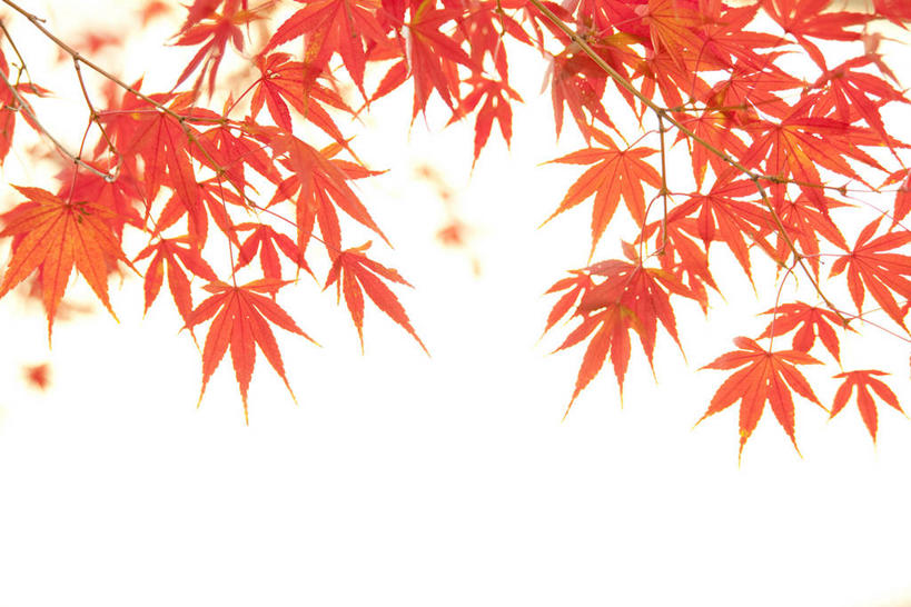 无人,横图,室外,特写,白天,白色背景,正面,枫树,叶子,枫叶,枯叶,落叶,黄色,红色,摄影,影棚,枫树叶,槭树,鸡爪槭,叶,叶片,鸡爪枫,彩图,影棚拍摄,拍摄