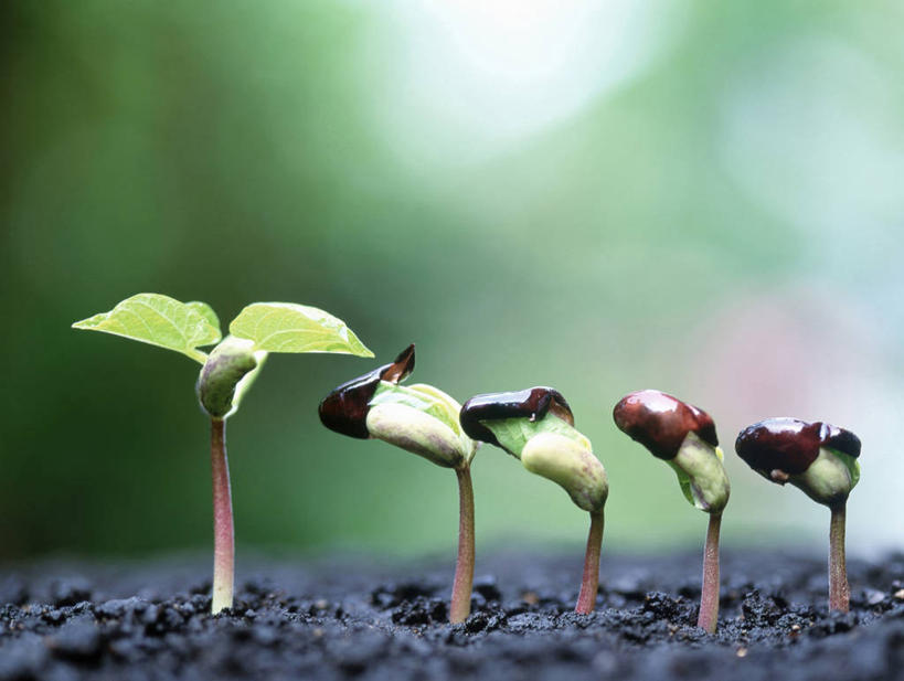 无人,横图,室外,特写,白天,正面,美景,植物,阴影,朦胧,模糊,过程,光线,影子,景观,绿色,阳光,自然,景色,生长,成长,自然风光,发展,历程,彩图