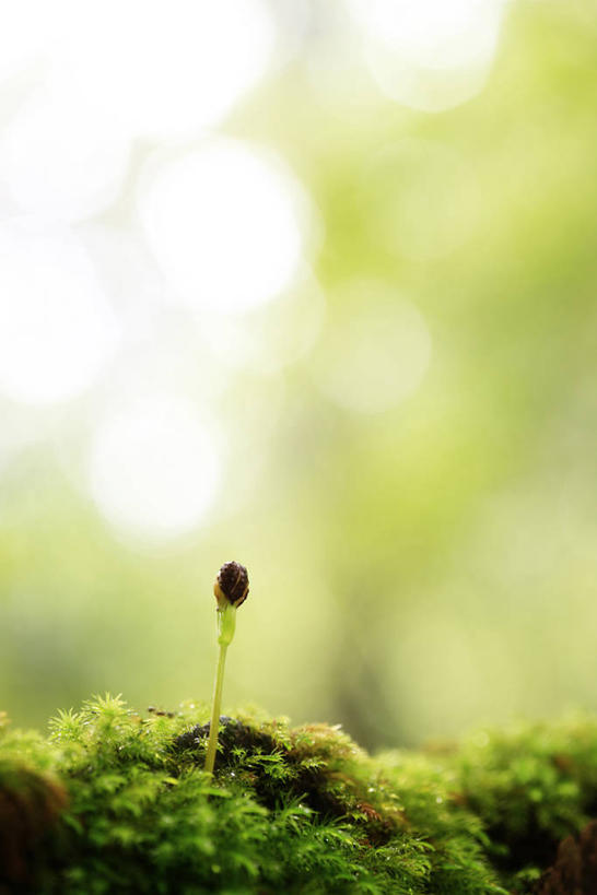 无人,竖图,室外,特写,白天,正面,美景,树林,植物,鹿儿岛,日本,亚洲,阴影,朦胧,模糊,光线,影子,景观,青苔,苔藓,树,树木,绿色,阳光,自然,景色,生长,成长,自然风光,东亚,日本国,九州本岛,九州,九州岛,九州地方,鹿儿岛县,屋久岛,彩图