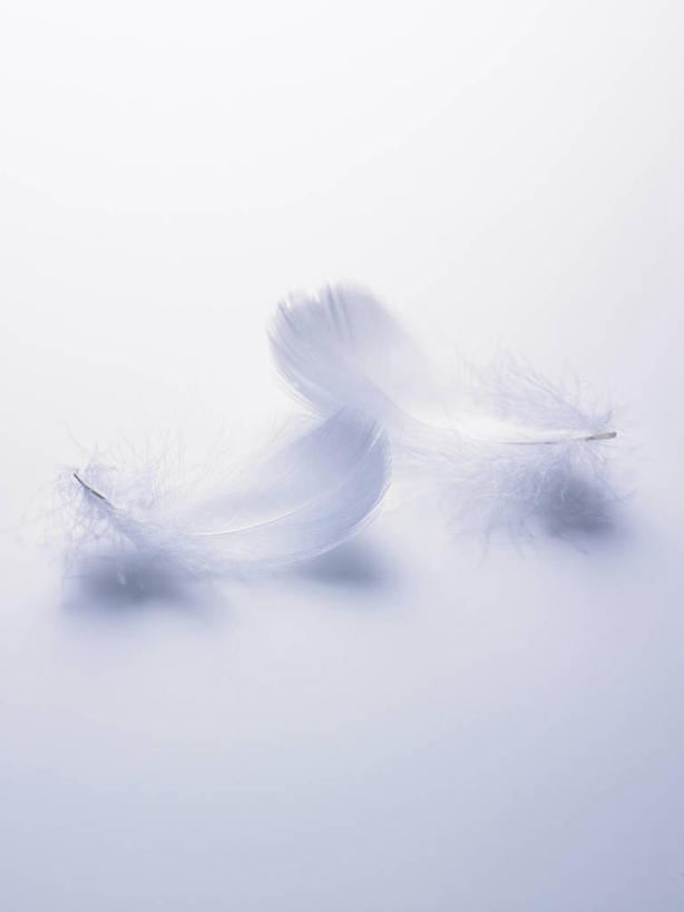 无人,竖图,室内,特写,白天,白色背景,正面,阴影,朦胧,模糊,反射,翅膀,影子,白色,摄影,影棚,彩图,影棚拍摄,拍摄