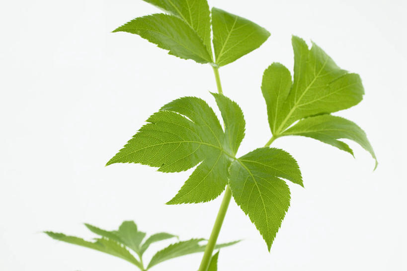 无人,横图,室内,特写,白天,白色背景,正面,植物,当归,叶子,纹理,绿叶,根,草药,药草,中药,绿色,嫩叶,摄影,影棚,药材,中草药,中药材,本草,肌理,叶,叶片,叶脉,云归,西当归,秦归,岷当归,彩图,影棚拍摄,拍摄