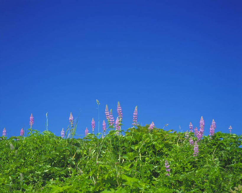 无人,横图,室外,特写,白天,仰视,草地,草坪,花海,花圃,美景,植物,叶子,北海道,日本,亚洲,阴影,盛开,光线,影子,景观,花蕾,草,花,花瓣,花朵,花卉,鲜花,蓝色,绿色,蓝天,天空,阳光,自然,花丛,花束,花田,天,花苞,花蕊,景色,晴朗,自然风光,东亚,万里无云,日本国,北海道地方,北海道岛,晴空,晴空万里,彩图,低角度拍摄,振兴局,礼文岛,礼文郡,礼文町,宗谷综合振兴局