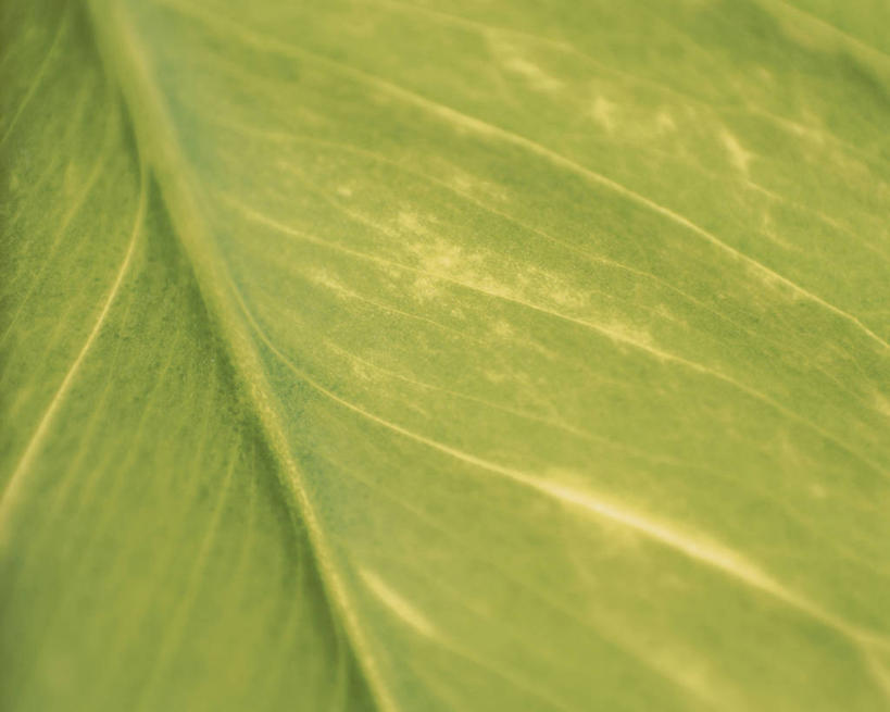 无人,横图,室内,特写,白天,正面,植物,叶子,一片,纹理,绿叶,绿色,嫩叶,肌理,叶,叶片,叶脉,彩图