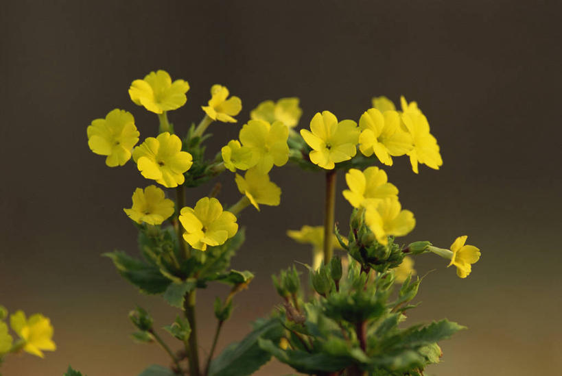 无人,横图,室内,特写,白天,正面,叶子,阴影,朦胧,模糊,盛开,反射,影子,绿叶,花蕾,花,花瓣,花朵,鲜花,黄色,花苞,花蕊,嫩叶,樱草花,独一,仅有,唯一,唯有,惟一,惟有,叶,叶片,彩图