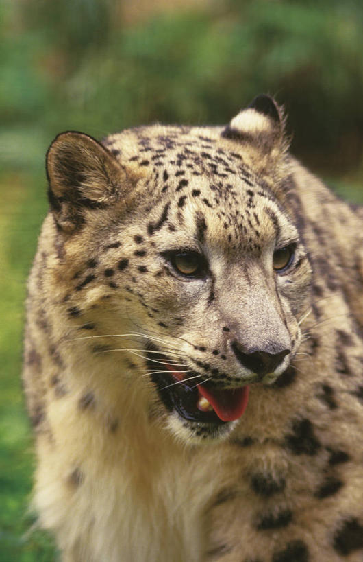 无人,站,竖图,室外,特写,白天,正面,美景,树林,植物,野生动物,阴影,朦胧,模糊,光线,影子,景观,注视,树,树木,一只,绿色,阳光,自然,动物,观察,看,站着,张嘴,景色,生长,成长,观看,察看,关注,自然风光,雪豹,凶猛,张大嘴巴,草豹,残暴,凶残,张开嘴,站立,半身,彩图