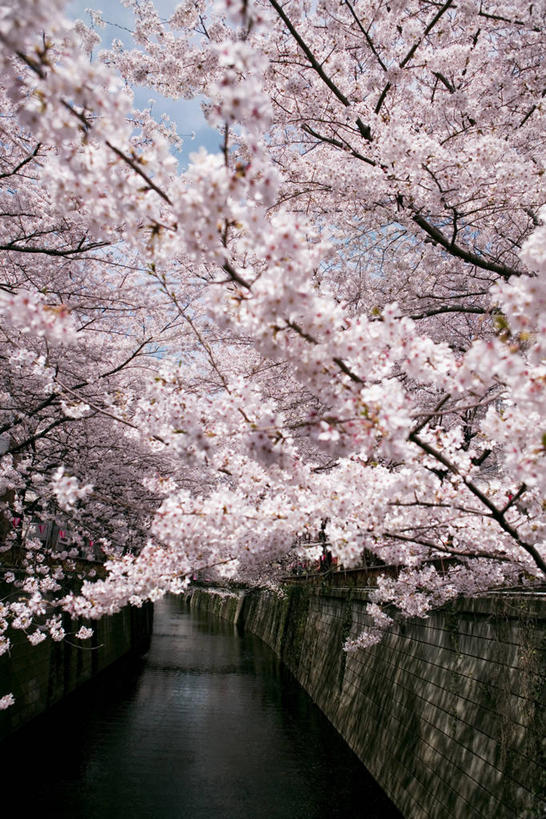无人,竖图,室外,白天,正面,旅游,度假,幸福,纯洁,河流,美景,水,植物,樱花,东京,日本,亚洲,盛开,河水,景观,水流,枝条,花蕾,娱乐,花,花瓣,花朵,鲜花,树,树木,树枝,绿色,自然,花苞,花蕊,享受,休闲,景色,放松,生长,成长,等待,生命,自然风光,东亚,本州,关东地方,本州岛,日本国,东京都,仙樱花,福岛樱,青肤樱,高尚,热烈,虬枝,枝杈,荆桃,彩图,目黑区