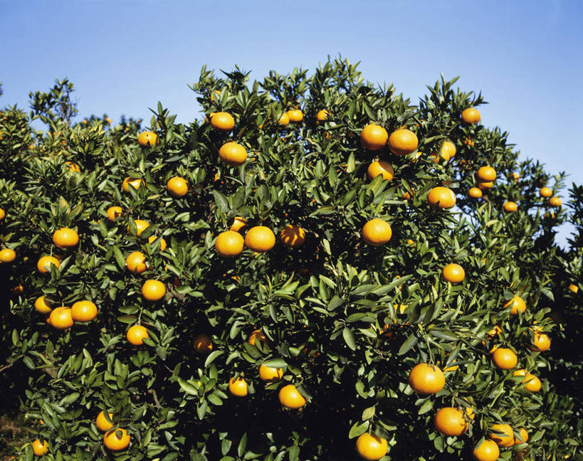 无人,果园,横图,室外,白天,仰视,旅游,度假,美景,田园,植物,柑橘,水果,叶子,神奈川,日本,亚洲,阴影,新鲜,光线,影子,景观,生食,食品,果实,果树,绿叶,神奈川县,娱乐,树,树木,食物,蓝色,绿色,蓝天,天空,阳光,自然,天,享受,休闲,嫩叶,景色,放松,有机食品,绿色食品,生长,晴朗,成长,自然风光,东亚,本州,万里无云,田庄,关东地方,本州岛,日本国,园子,柑桔,叶,叶片,晴空,晴空万里,橘子,桔子,彩图,低角度拍摄,大红蜜橘,大红袍,红橘,黄橘,宽皮橘,小田原