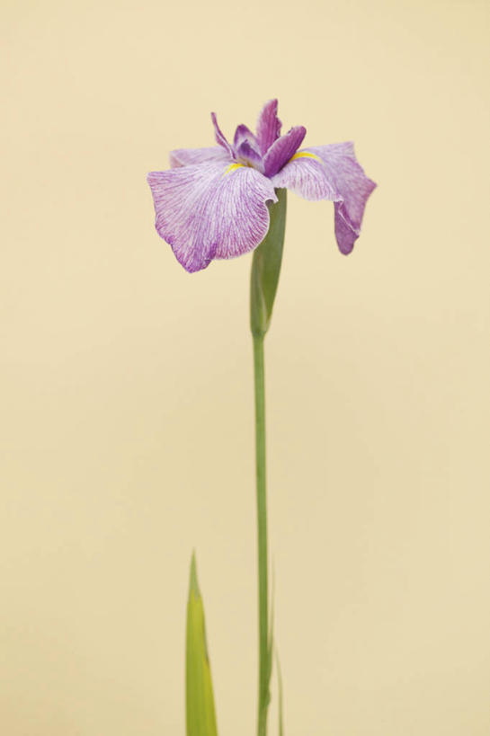 无人,竖图,室内,特写,白天,白色背景,正面,爱情,友谊,叶子,阴影,盛开,反射,影子,鸢尾花,绿叶,花蕾,花,花瓣,花朵,鲜花,一朵,紫色,花苞,花蕊,嫩叶,摄影,影棚,鸢尾,紫蝴蝶,蓝蝴蝶,扁竹花,叶,叶片,彩图,影棚拍摄,拍摄,爱丽丝,爱丽丝花