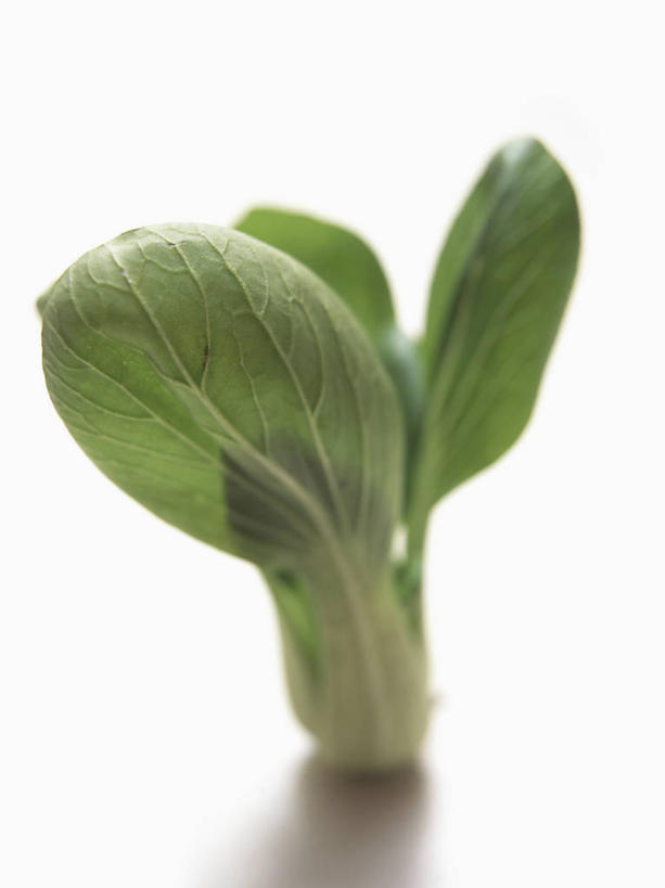 无人,竖图,室内,特写,白天,白色背景,正面,蔬菜,阴影,新鲜,反射,影子,青菜,食品,食物,一个,摄影,有机食品,绿色食品,影棚,单个,小白菜,不结球白菜,彩图,影棚拍摄,拍摄