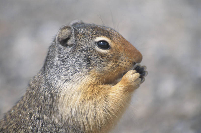 无人,站,横图,室外,特写,白天,侧面,美景,野生动物,握,朦胧,模糊,景观,泥土,土壤,注视,一只,自然,动物,松鼠,观察,看,站着,景色,可爱,握着,活泼,观看,察看,关注,自然风光,花栗鼠,站立,半身,彩图
