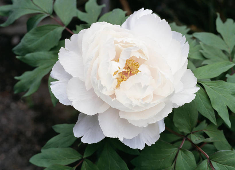 无人,横图,俯视,室外,特写,白天,美景,叶子,阴影,朦胧,模糊,盛开,光线,影子,景观,绿叶,花蕾,花,花瓣,花朵,鲜花,白色,阳光,自然,花苞,花蕊,嫩叶,景色,自然风光,惜别,不舍,情有独钟,红药,将离,婪尾春,离草,犁食,没骨花,芍药,余容,叶,叶片,彩图,高角度拍摄,白花芍药,白芍,白芍药