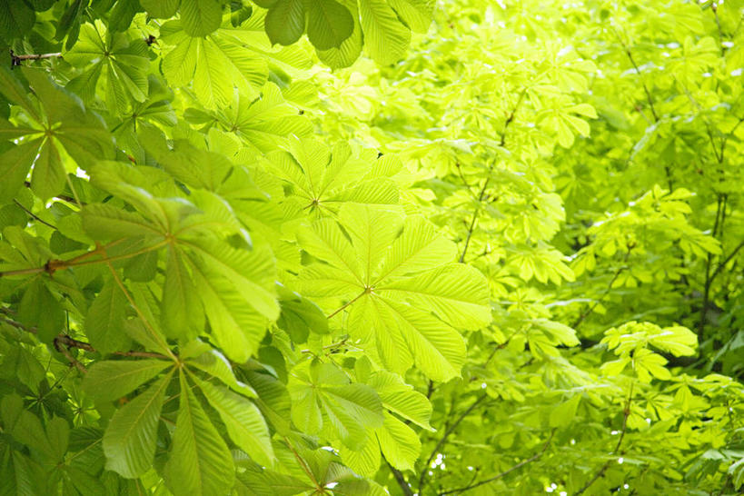 无人,横图,室外,特写,白天,正面,美景,植物,叶子,阴影,新鲜,光线,纹理,影子,景观,绿叶,绿色,阳光,自然,嫩叶,景色,青春,生命,自然风光,和平,安详,七叶树,肌理,娑罗树,冷色,叶,叶片,叶脉,彩图