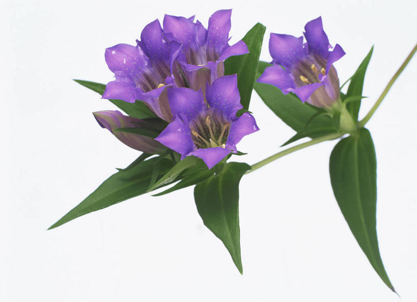 无人,横图,室内,特写,白天,白色背景,正面,植物,叶子,四朵,盛开,纹理,绿叶,花蕾,花,花瓣,花朵,鲜花,绿色,紫色,花苞,花蕊,嫩叶,摄影,影棚,龙胆,龙胆花,肌理,叶,叶片,叶脉,彩图,影棚拍摄,拍摄,地胆头,苦地胆,三花龙胆