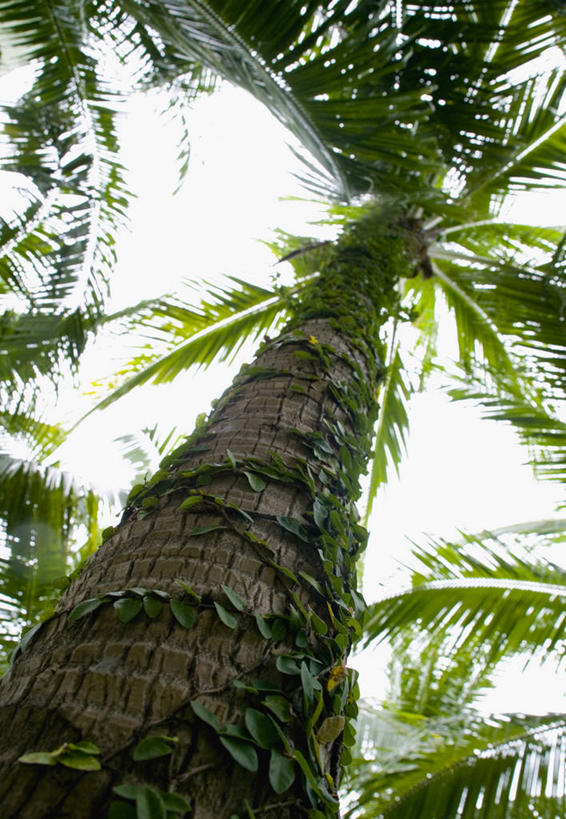 无人,竖图,室外,特写,白天,仰视,美景,植物,棕榈树,叶子,阴影,光线,影子,景观,绿叶,树,树木,绿色,天空,阳光,自然,天,嫩叶,景色,生长,成长,自然风光,棕榈叶,叶,叶片,棕树,棕榈,彩图,低角度拍摄