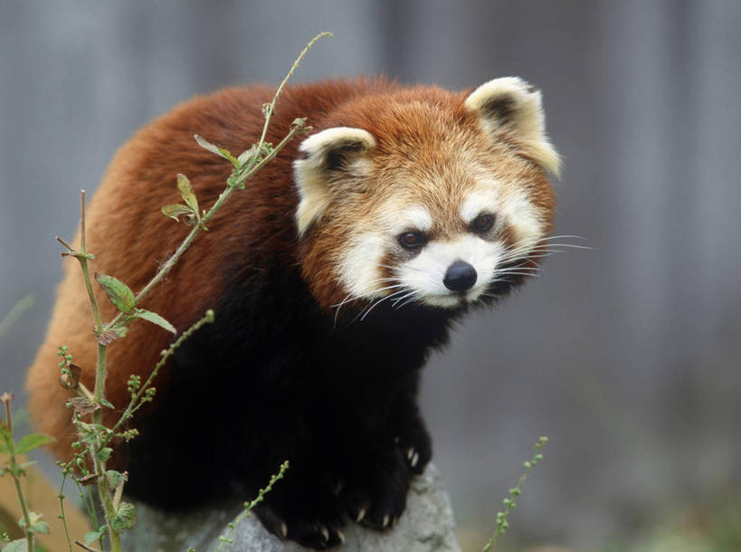 无人,站,横图,室外,白天,正面,美景,哺乳动物,野生动物,阴影,朦胧,模糊,光线,影子,景观,注视,一只,阳光,自然,动物,观察,看,站着,景色,可爱,活泼,观看,察看,关注,自然风光,浣熊,站立,半身,彩图