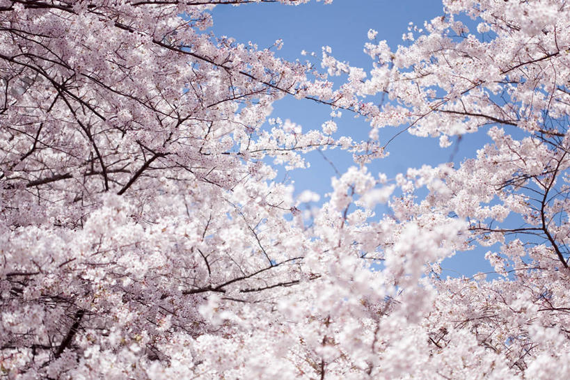 无人,横图,室外,特写,白天,正面,幸福,纯洁,美景,树林,植物,樱花,阴影,盛开,光线,影子,景观,枝条,花蕾,花,花瓣,花朵,鲜花,树,树木,树枝,粉色,蓝色,绿色,蓝天,天空,阳光,自然,天,花苞,花蕊,景色,生长,晴朗,成长,等待,生命,自然风光,万里无云,仙樱花,福岛樱,青肤樱,高尚,热烈,虬枝,枝杈,晴空,晴空万里,荆桃,彩图,日本樱花,东京樱花,染井吉野