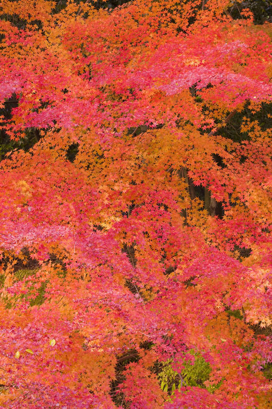 无人,竖图,室外,白天,仰视,美景,秋季,叶子,日本,亚洲,景观,枫叶,枯叶,落叶,黄色,红色,自然,景色,枫树叶,自然风光,东亚,本州,本州岛,日本国,近畿地方,近畿,滋贺,滋贺县,县厅,大津市,叶,叶片,秋,秋天,彩图,低角度拍摄,大津