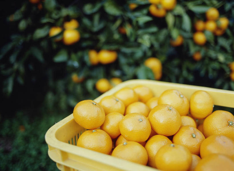 无人,横图,室外,特写,白天,正面,美景,植物,柑橘,水果,一堆,许多,阴影,堆叠,堆积,朦胧,模糊,新鲜,光线,篮子,影子,塑料,景观,生食,食品,果实,果树,很多,树,树木,食物,绿色,阳光,自然,容器,塑料制品,景色,有机食品,绿色食品,生长,成长,储藏,堆,储存,自然风光,柑桔,橘子,桔子,彩图,大红蜜橘,大红袍,红橘,黄橘,宽皮橘,桔子树,贮存