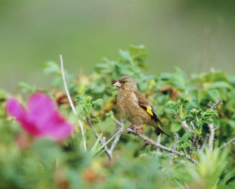 无人,站,横图,室外,特写,白天,正面,美景,鸟,北海道,日本,亚洲,阴影,朦胧,模糊,盛开,光线,鸟类,影子,景观,枝条,花蕾,注视,花,花瓣,花朵,鲜花,树枝,一只,粉色,阳光,自然,花苞,花蕊,观察,看,站着,景色,观看,察看,关注,自然风光,东亚,金翅雀,日本国,北海道地方,北海道岛,大绿雀,金翅,芦花黄雀,虬枝,枝杈,站立,彩图,全身