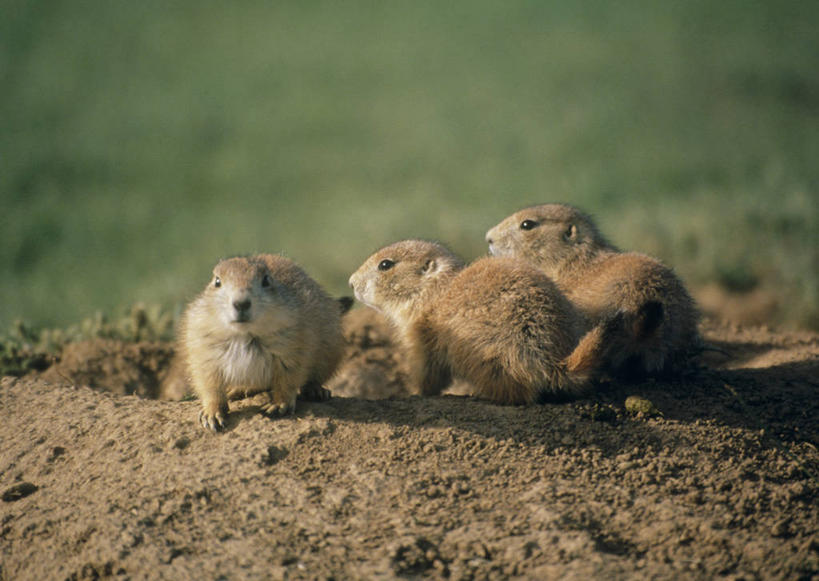 无人,站,横图,室外,白天,正面,草地,草坪,美景,植物,野生动物,美国,三只,阴影,朦胧,模糊,光线,影子,景观,泥土,土壤,注视,草,绿色,阳光,自然,动物,观察,看,站着,景色,可爱,活泼,观看,察看,北美,北美洲,关注,自然风光,土拨鼠,美洲,怀俄明州,怀俄明,旱獭,北亚美利加洲,亚美利加洲,天竺鼠,平等之州,站立,彩图,全身,美利坚合众国,草原土拨鼠,草原狗