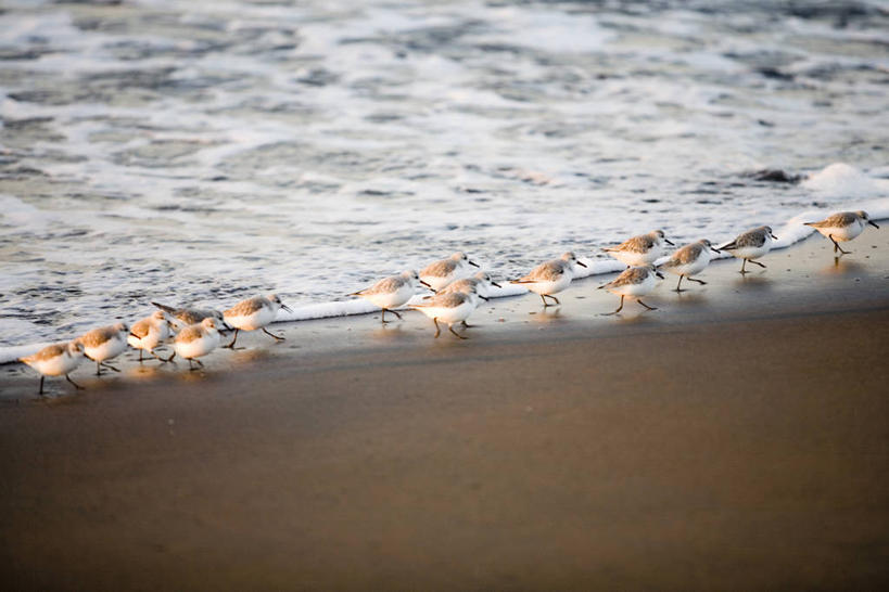 无人,站,横图,俯视,室外,白天,旅游,度假,海浪,海洋,美景,沙滩,鸟,神奈川,日本,亚洲,一排,一群,许多,阴影,整齐,光线,鸟类,沙子,影子,海岸,景观,浪花,沙地,神奈川县,很多,娱乐,排列,阳光,自然,海水,站着,享受,休闲,景色,放松,队列,自然风光,海景,东亚,本州,关东地方,本州岛,日本国,鸻,大海,风浪,海,海水的波动,海滩,近岸浪,涌浪,站立,彩图,高角度拍摄,全身