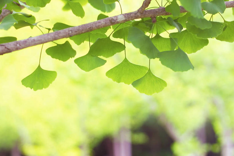 无人,横图,室外,特写,白天,正面,美景,植物,银杏树,叶子,阴影,朦胧,模糊,光线,影子,景观,绿叶,枝条,树,树木,树枝,绿色,阳光,自然,嫩叶,景色,生长,成长,自然风光,鸭脚树,虬枝,枝杈,叶,叶片,银杏,公孙树,白果,彩图