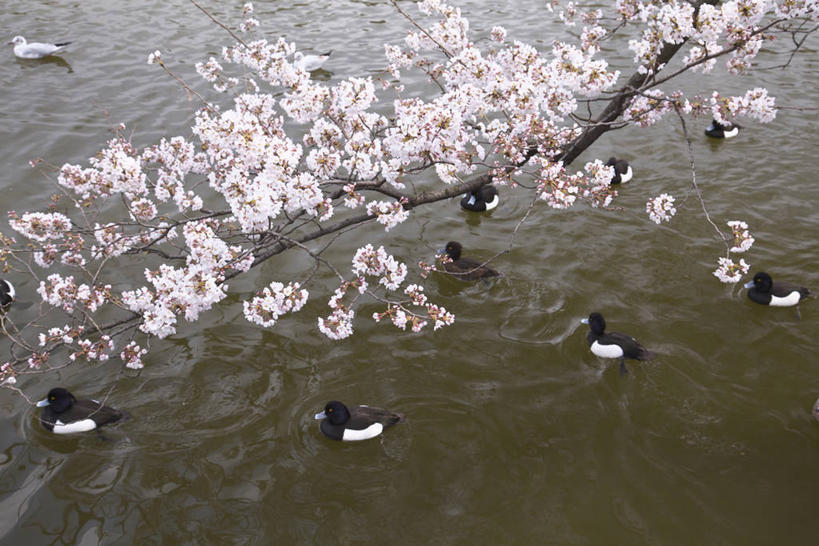 游泳,无人,公园,横图,俯视,室外,白天,旅游,度假,幸福,纯洁,湖,湖泊,美景,水,植物,樱花,鸟,东京,日本,亚洲,一群,许多,波纹,盛开,鸟类,鸭,湖面,景观,水流,水面,枝条,涟漪,很多,花蕾,娱乐,家禽,花,花瓣,花朵,鲜花,树,树木,树枝,粉色,绿色,倒影,水纹,自然,动物,波浪,湖水,花苞,花蕊,享受,休闲,景色,放松,牲畜,生长,成长,等待,倒映,生命,自然风光,东亚,本州,关东地方,本州岛,日本国,东京都,水晕,仙樱花,福岛樱,青肤樱,高尚,泅水,热烈,东京上野公园,台东区,反照,虬枝,枝杈,拍浮,荆桃,彩图,高角度拍摄,全身,不忍池,上野,上野恩赐公园,上野公园