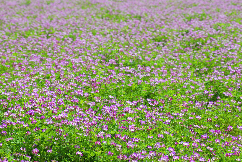 无人,横图,俯视,室外,白天,旅游,度假,花海,花圃,美景,植物,叶子,神奈川,日本,亚洲,盛开,景观,神奈川县,花蕾,娱乐,花,花瓣,花朵,花卉,鲜花,粉色,绿色,自然,花丛,花束,花田,花苞,花蕊,享受,休闲,景色,放松,自然风光,东亚,紫云英,红花草,本州,关东地方,本州岛,日本国,翘摇,彩图,高角度拍摄,三浦半岛,三浦郡,叶山町