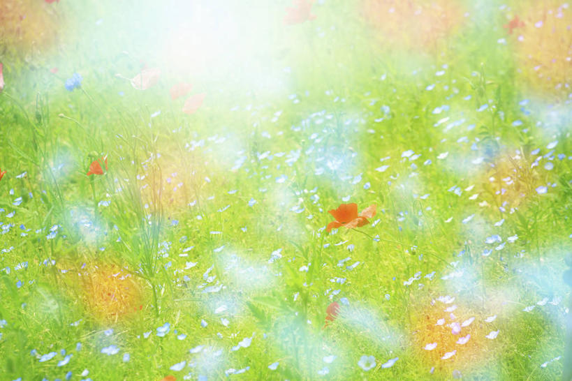 无人,横图,室外,特写,白天,正面,爱情,花海,花圃,美景,植物,勿忘我,罂粟,叶子,阴影,朦胧,模糊,盛开,光线,影子,景观,草药,花蕾,中药,花,花瓣,花朵,花卉,鲜花,绿色,阳光,自然,花丛,花束,花田,花苞,花蕊,景色,毒品,自然风光,药材,中草药,中药材,本草,永恒,止痛,镇静,安眠,想念,罂粟花,星辰花,勿忘草,斯太菊,米囊花,矶松,匙叶花,彩图,希伯来罂粟,玉米罂粟