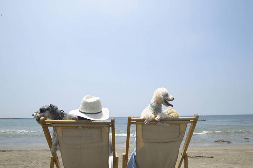 东方人,中年人,两个人,家庭,夫妻,躺,横图,室外,白天,爱情,海浪,海洋,沙滩,宠物,狗,帽子,椅子,亚洲,阴影,服装,光线,草帽,沙子,影子,躺椅,海岸,浪花,梗犬,雪纳瑞,沙地,浪漫,迷你雪纳瑞,休闲装,黄种人,贵宾犬,背面,衣服,蓝色,蓝天,天空,阳光,海水,动物,天,两只,休闲,温暖,温馨,一家人,休闲服,恩爱,可爱,恋人,服饰,晴朗,沙滩椅,和睦,贵妇犬,雪纳瑞犬,海景,髯犬,忠诚,万里无云,玩具贵宾犬,雪纳瑞狗,卧着,男人,男性,女人,女性,中年男性,中年女性,亚洲人,夫妇,情侣,大海,风浪,海,海水的波动,海滩,近岸浪,涌浪,晴空,晴空万里,犬,躺着,卧,半身,彩图,伴侣,融洽