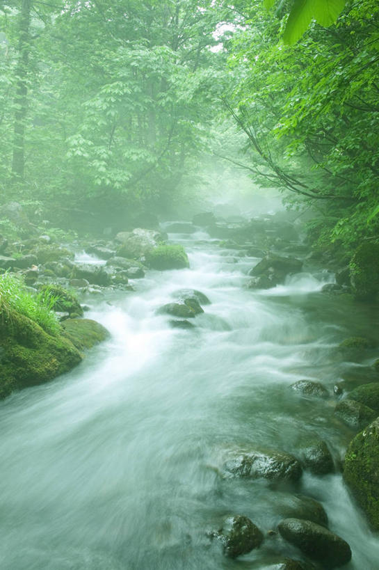 无人,竖图,室外,白天,正面,旅游,度假,河流,石头,美景,森林,树林,水,植物,雾,日本,亚洲,朦胧,模糊,石子,河水,景观,水流,娱乐,树,树木,绿色,自然,享受,休闲,景色,放松,生长,成长,迷雾,自然风光,东亚,本州,本州岛,日本国,东北地方,山形,山形县,石块,岩石,大雾,彩图,东田川郡,庄内町