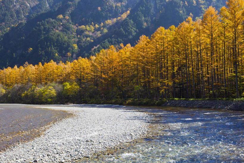 无人,横图,室外,白天,正面,旅游,度假,河流,美景,秋季,森林,沙滩,树林,水,植物,松树,叶子,长野县,日本,亚洲,阴影,光线,沙子,影子,河岸,河水,河滩,景观,水流,枯叶,落叶,沙地,娱乐,树,树木,绿色,阳光,自然,享受,休闲,景色,放松,生长,成长,自然风光,坚定,东亚,本州,落叶松,本州岛,日本国,中部地方,长野,长寿,贞洁,叶,叶片,秋,秋天,彩图,黄花松,日本落叶松