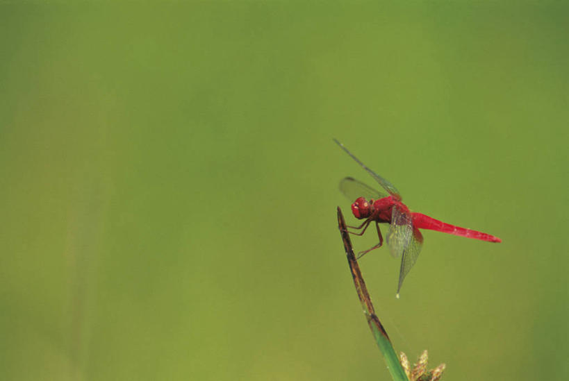 无人,横图,室外,特写,白天,侧面,草地,美景,植物,伸展,张开,展翅,朦胧,模糊,翅膀,蜻蜓,昆虫,景观,停留,草,一只,红色,绿色,自然,动物,景色,红蜻蜓,停止,自然风光,猫猫丁,咪咪洋,蚂螂,河嘻嘻,益虫,张开翅膀,逗留,停顿,展开翅膀,彩图,全身