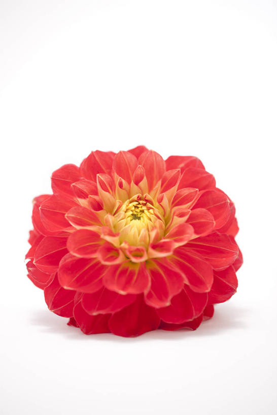 无人,竖图,室内,特写,白天,白色背景,正面,感激,新鲜,盛开,大丽花,花蕾,花,花瓣,花朵,鲜花,一朵,红色,花苞,花蕊,菊花,摄影,影棚,大理花,天竺牡丹,大丽菊,吉利,新意,富丽,大方,新颖,彩图,影棚拍摄,拍摄,背叛,地瓜花,东洋菊