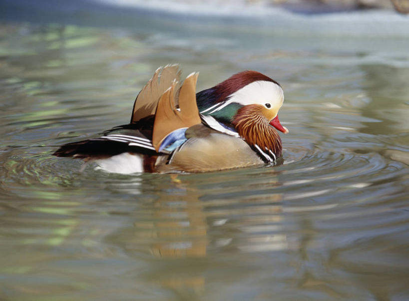 游泳,无人,横图,室外,白天,侧面,河流,美景,水,鸟,鸳鸯,北海道,日本,亚洲,阴影,波纹,朦胧,模糊,光线,鸟类,鸭,影子,河水,景观,水流,涟漪,注视,一只,水纹,阳光,自然,动物,波浪,观察,看,景色,观看,察看,关注,自然风光,东亚,日本国,水晕,北海道地方,北海道岛,泅水,钏路支厅,拍浮,匹鸟,官鸭,彩图,全身,振兴局,钏路综合振兴局,中国官鸭,钏路,钏路市,道东,邓木鸟,乌仁哈钦