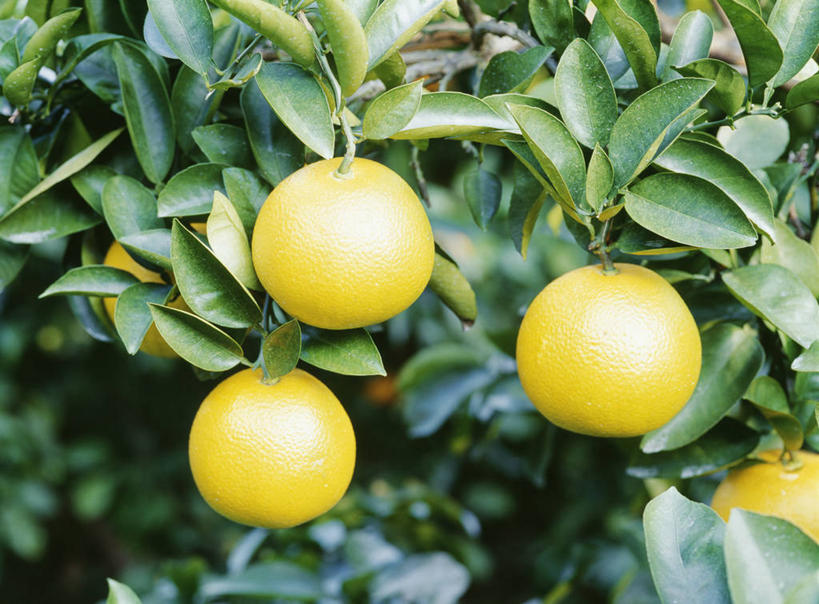 无人,横图,室外,特写,白天,正面,美景,植物,柑橘,水果,阴影,朦胧,模糊,新鲜,光线,影子,景观,生食,食品,果实,果树,树,树木,食物,绿色,阳光,自然,橙色,景色,有机食品,绿色食品,生长,成长,自然风光,柑桔,橘子,桔子,彩图,大红蜜橘,大红袍,红橘,黄橘,宽皮橘,桔子树
