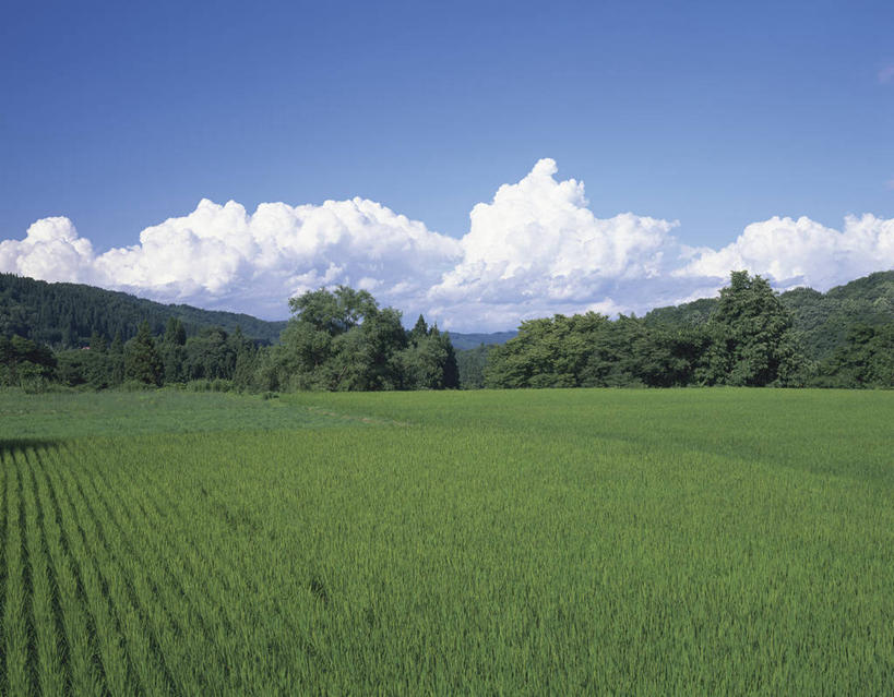 无人,农田,横图,室外,白天,正面,旅游,度假,农业,庄稼,农作物,草地,草坪,美景,树林,植物,日本,亚洲,阴影,光线,影子,稻田,景观,云,云朵,云彩,娱乐,草,树,树木,蓝色,绿色,白云,蓝天,天空,阳光,自然,天,享受,休闲,景色,放松,生长,晴朗,成长,自然风光,东亚,本州,本州岛,日本国,东北地方,山形,山形县,晴空,彩图,耕地,庄稼田,米泽,米泽市