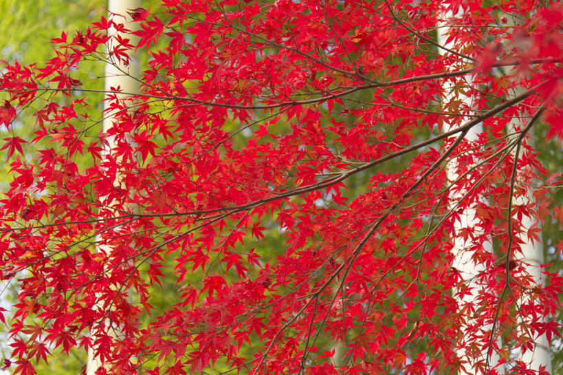 无人,横图,室外,白天,正面,美景,树林,植物,枫树,叶子,阴影,光线,影子,景观,枫叶,枯叶,落叶,树桩,树,树干,树木,红色,绿色,阳光,自然,木桩,景色,生长,成长,枫树叶,自然风光,槭树,日本红枫,日本红丝带,叶,叶片,彩图