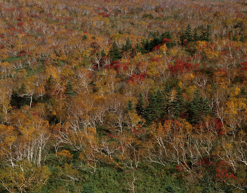 无人,横图,俯视,航拍,室外,白天,美景,秋季,森林,树林,植物,北海道,日本,亚洲,阴影,光线,影子,景观,树,树木,绿色,阳光,自然,景色,生长,成长,鸟瞰,自然风光,东亚,日本国,北海道地方,北海道岛,秋,秋天,彩图,高角度拍摄,鄂霍次克综合振兴局,斜里郡,斜里町,知床岬,道东,网走支厅