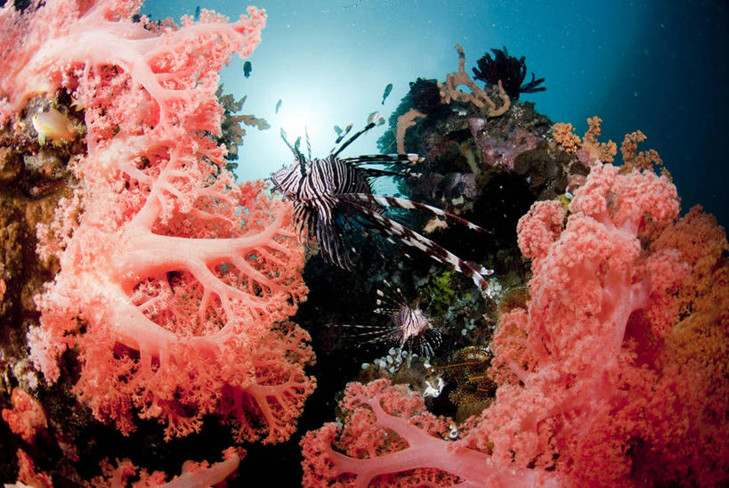 游泳,无人,横图,室外,白天,仰视,海底,水下,海浪,海洋,美景,许多,鱼,景观,浪花,水底,很多,注视,鱼类,海洋生物,无脊椎动物,自然,海水,观察,看,景色,海底世界,观看,腔肠动物,狮子鱼,察看,软珊瑚,关注,自然风光,水生动物,水生物,海景,海底动物,蓑鲉,泅水,伤害,珊瑚虫,拍浮,毒物,红狮子鱼,危险,大海,风浪,海,海床,海水的波动,近岸浪,涌浪,彩图,低角度拍摄,全身