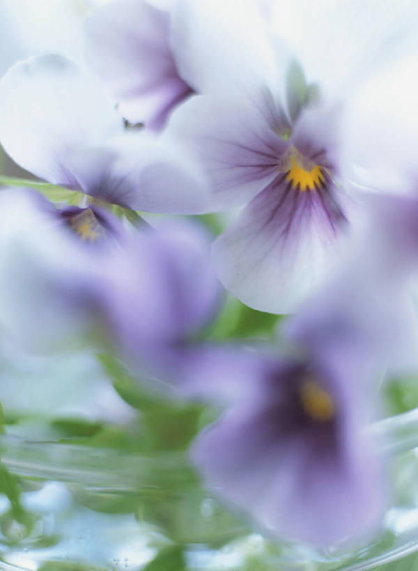 无人,竖图,室内,特写,白天,正面,花海,花圃,植物,叶子,阴影,朦胧,模糊,盛开,反射,影子,三色堇,花蕾,花,花瓣,花朵,花卉,鲜花,绿色,紫色,花丛,花束,花田,蝴蝶花,花苞,花蕊,三色堇菜,人面花,猫脸花,阳蝶花,鬼脸花,猫儿脸,彩图