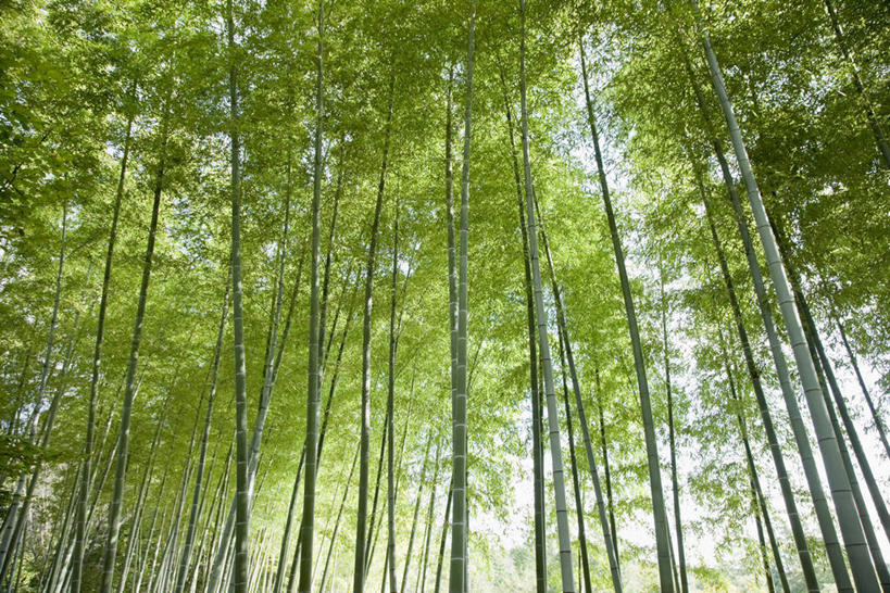 无人,横图,室外,白天,仰视,纯洁,美景,竹子,东京,日本,亚洲,景观,竹林,自然,景色,高雅,自然风光,东亚,本州,关东地方,本州岛,日本国,东京都,奉献,质朴,正直,多摩,多摩市,担当,竹,彩图,低角度拍摄,多摩地方,多摩地区,多摩地域,三多摩,奋进,操守,四君子,岁寒三友,性坚,虚怀,虚心,善群,卓尔