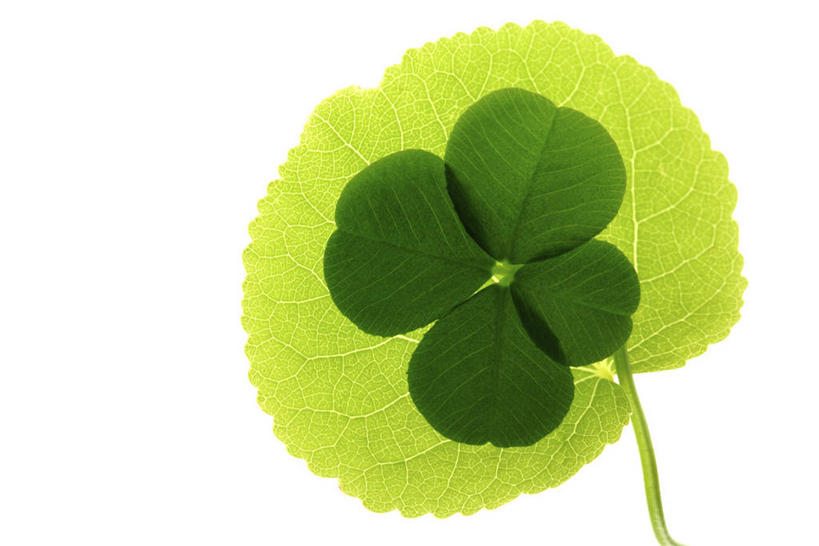 无人,横图,室内,特写,白天,白色背景,正面,自由,一片,阴影,反射,影子,四叶草,幸运草,摄影,影棚,和平,牛角花,统一,团结,幸运,彩图,影棚拍摄,拍摄