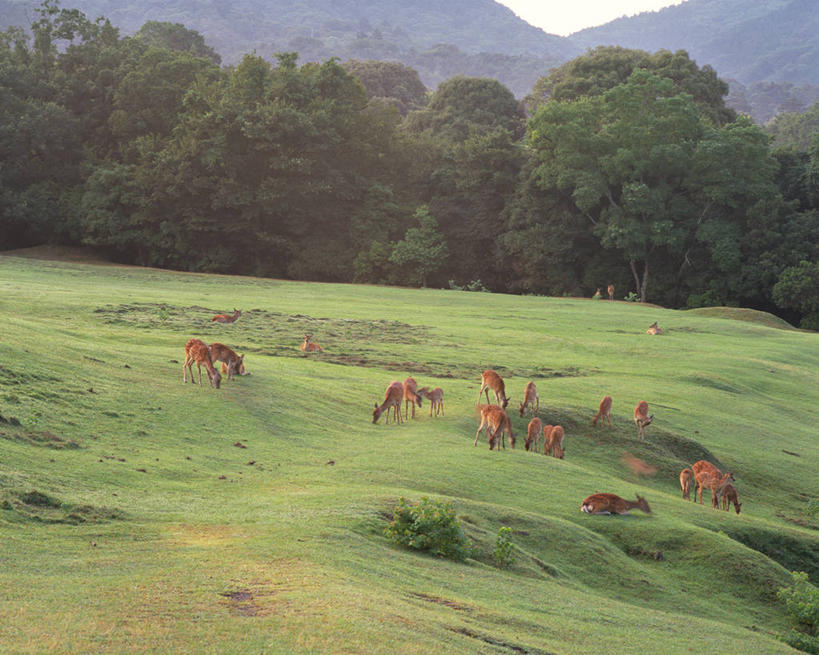 无人,走,横图,俯视,室外,白天,旅游,度假,草地,草坪,美景,山,山脉,树林,植物,哺乳动物,鹿,野生动物,奈良县,日本,亚洲,许多,景观,山峰,山峦,很多,注视,娱乐,草,树,树木,绿色,自然,动物,群山,观察,看,享受,休闲,景色,放松,可爱,活泼,生长,成长,观看,察看,关注,自然风光,东亚,本州,本州岛,日本国,近畿地方,奈良,近畿,奈良公园,县厅,奈良市,步行,散步,走路,彩图,高角度拍摄,全身