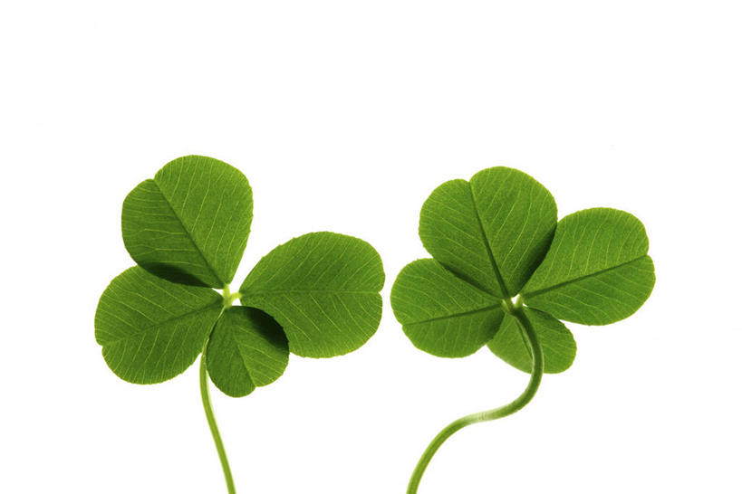 无人,横图,室内,特写,白天,白色背景,正面,自由,阴影,反射,影子,四叶草,幸运草,两个,摄影,影棚,和平,牛角花,统一,团结,幸运,彩图,影棚拍摄,拍摄