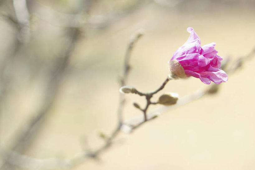 无人,横图,室外,特写,白天,正面,美景,植物,阴影,朦胧,模糊,光线,影子,景观,枝条,树,树木,树枝,绿色,紫色,阳光,自然,景色,生长,成长,自然风光,紫玉兰,辛夷,木笔,木兰花,虬枝,枝杈,望春花,木兰,彩图,红玉兰,木笔花,玉堂春