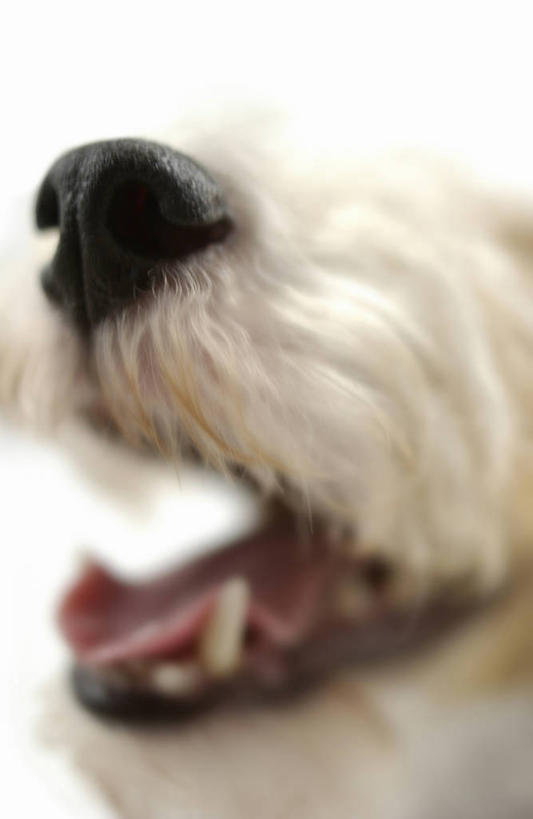 无人,竖图,室内,特写,白天,白色背景,侧面,宠物,狗,朦胧,模糊,吐舌头,一只,动物,张嘴,可爱,摄影,影棚,张大嘴巴,猎狐犬,忠诚,英国猎狐犬,舌头,张开嘴,犬,半身,彩图,影棚拍摄,拍摄